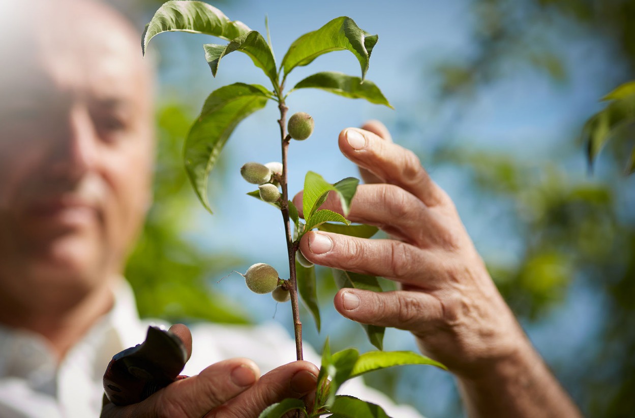 arbres fruitiers agronomie